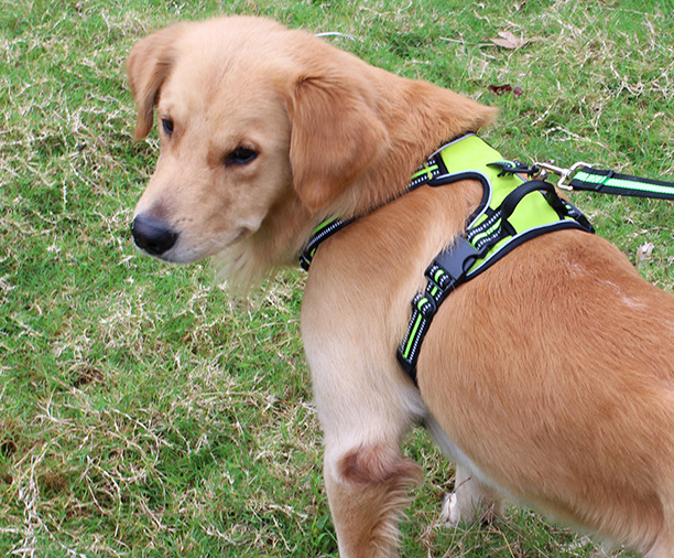 Reflective Traction Rope, Explosion-Proof Bear Leash