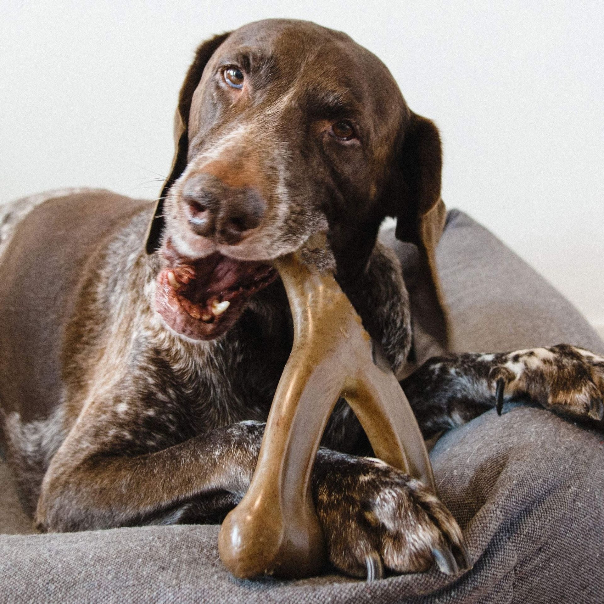 Durable Dog Chew Molar Rod Toy