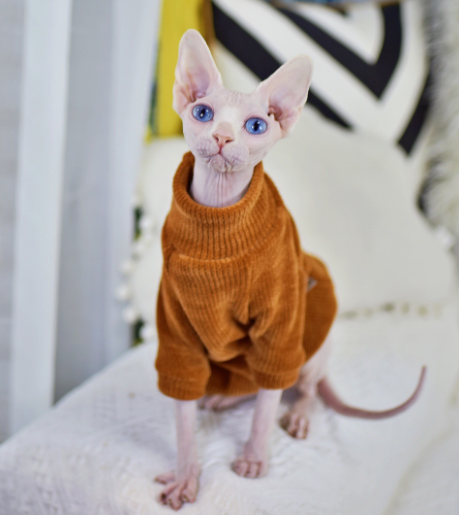Neil Rong Sphinx Hairless Cat Apparel