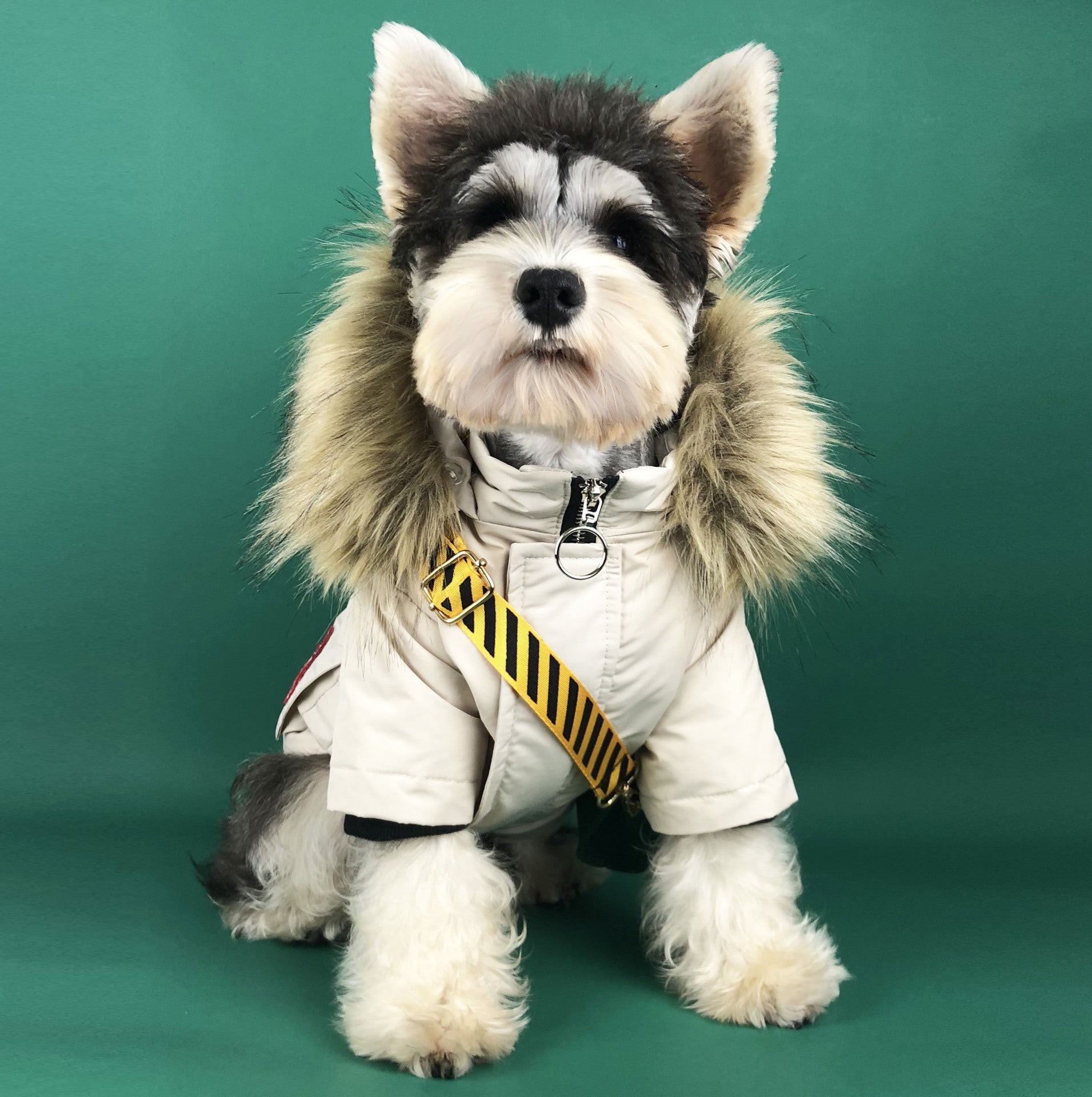 Winter Padded Dog Coat for Teddy and Pomeranian