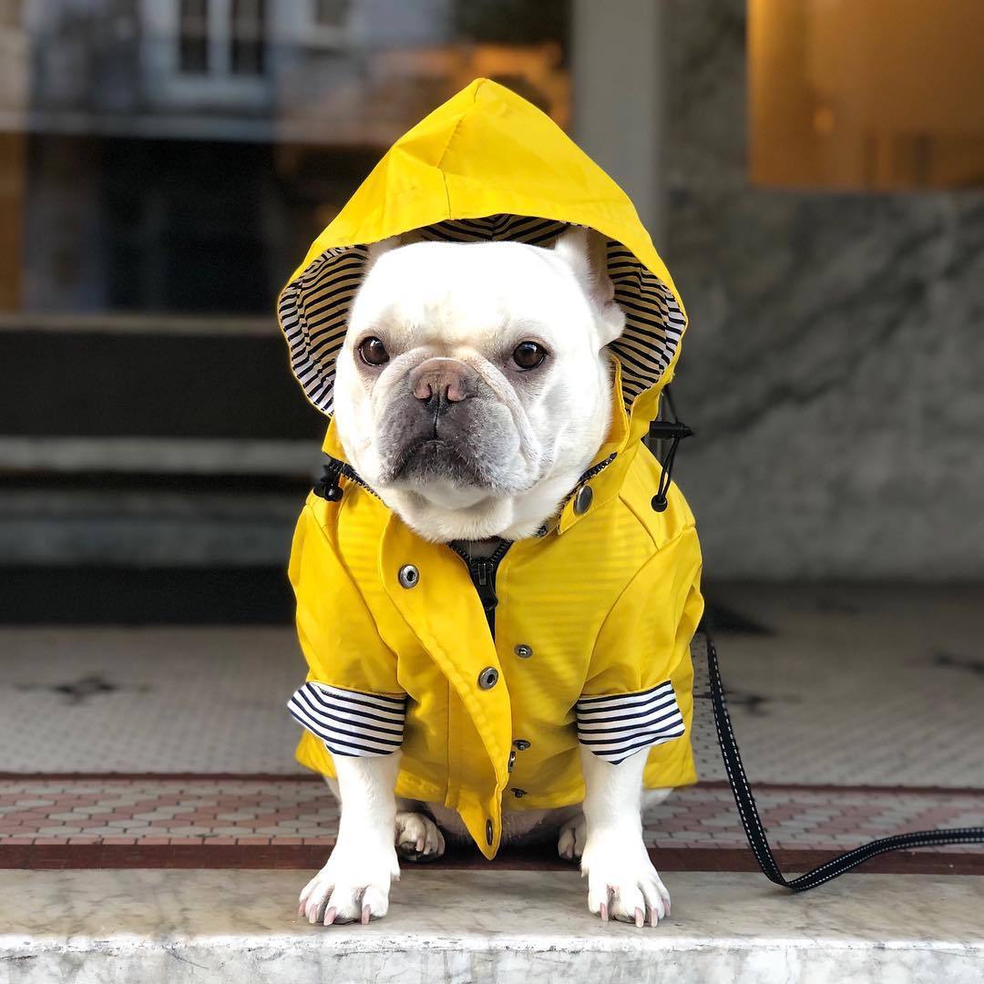 Tide Brand Windproof British Retro Padded Dog Raincoat