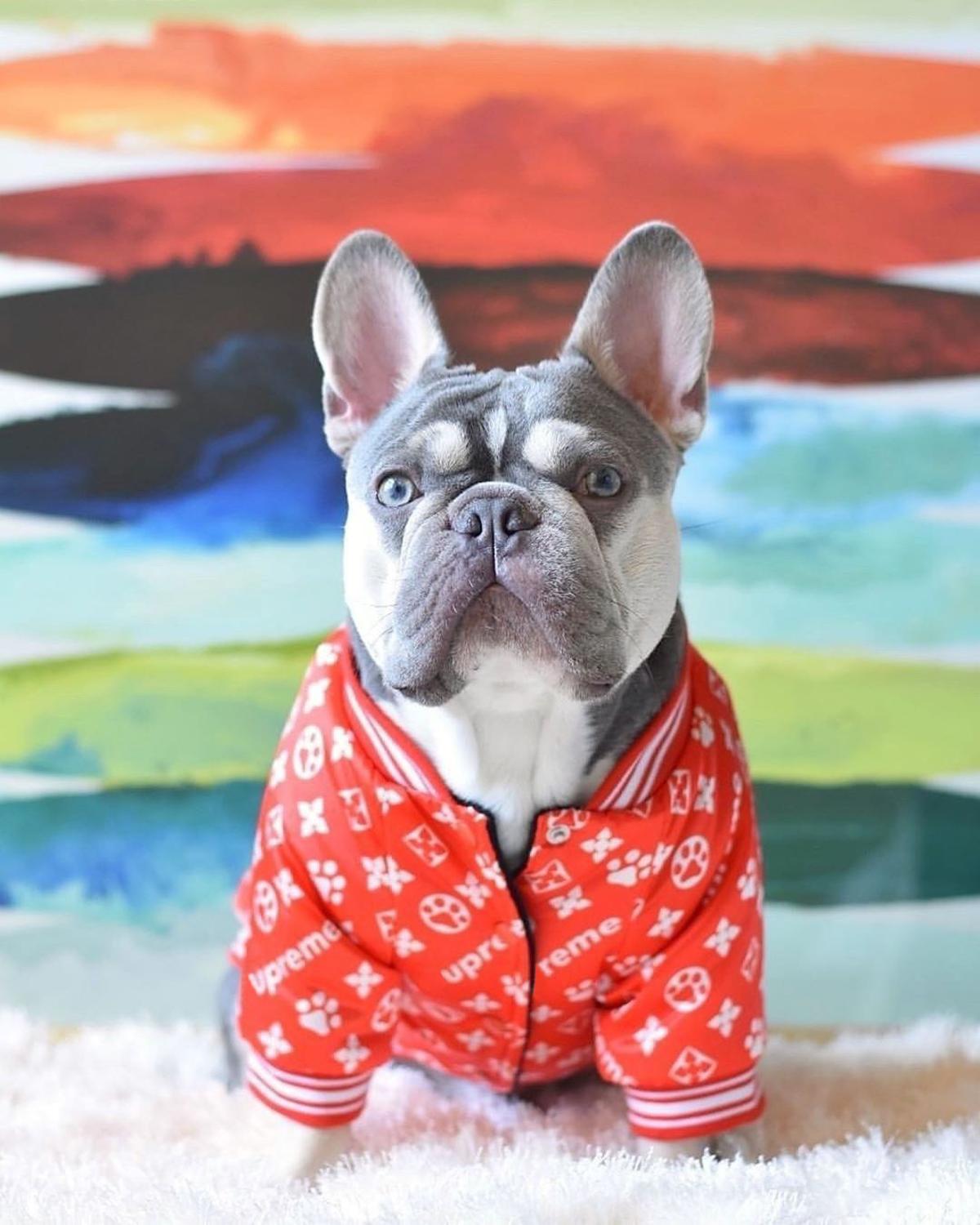 Stylish Dog Jacket - Warm Cotton Pet Apparel