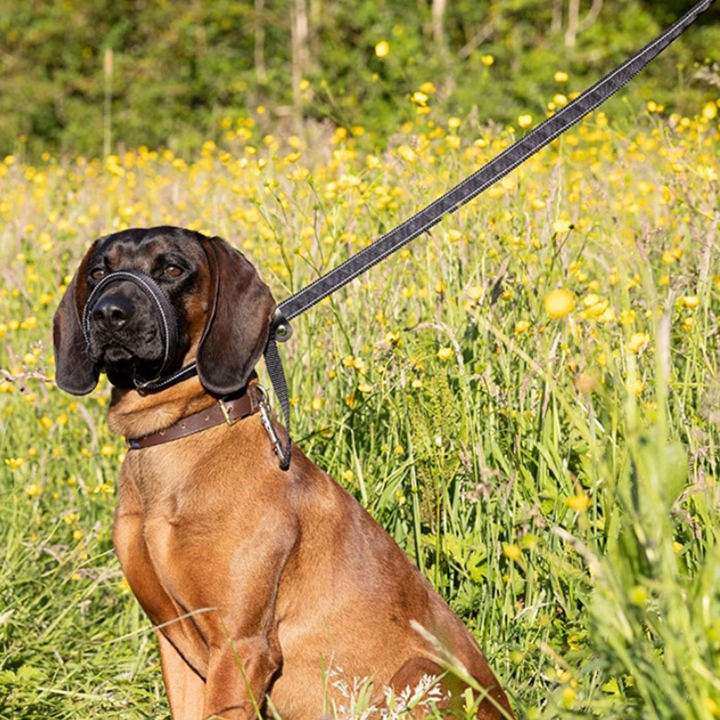 Anti-Bite Muzzle Leash for Dogs with Waste Bag Dispenser