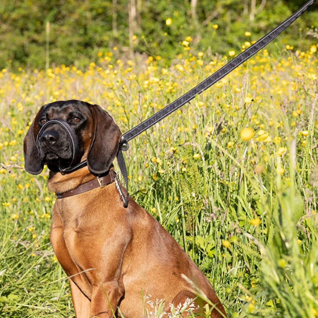 Anti-Bite Muzzle Leash for Dogs with Waste Bag Dispenser