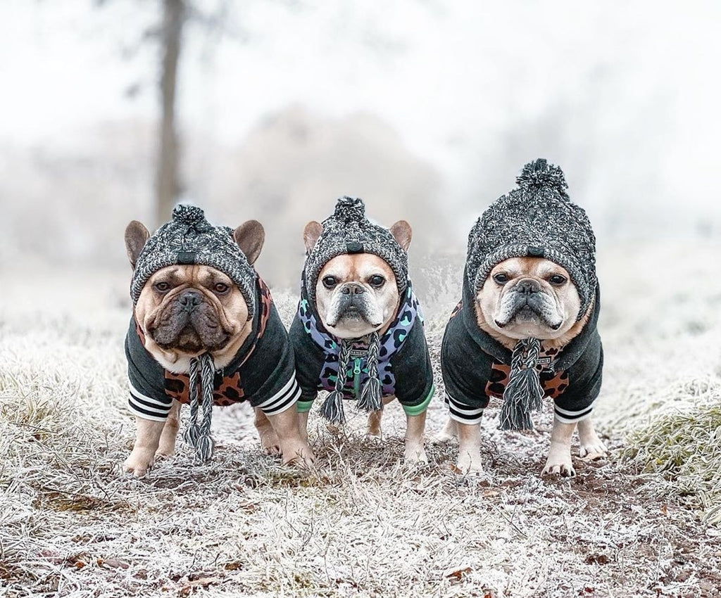Winter Dog Pom Hat Knitted Warm