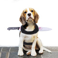 Halloween Fun Ideas for Cats and Dogs