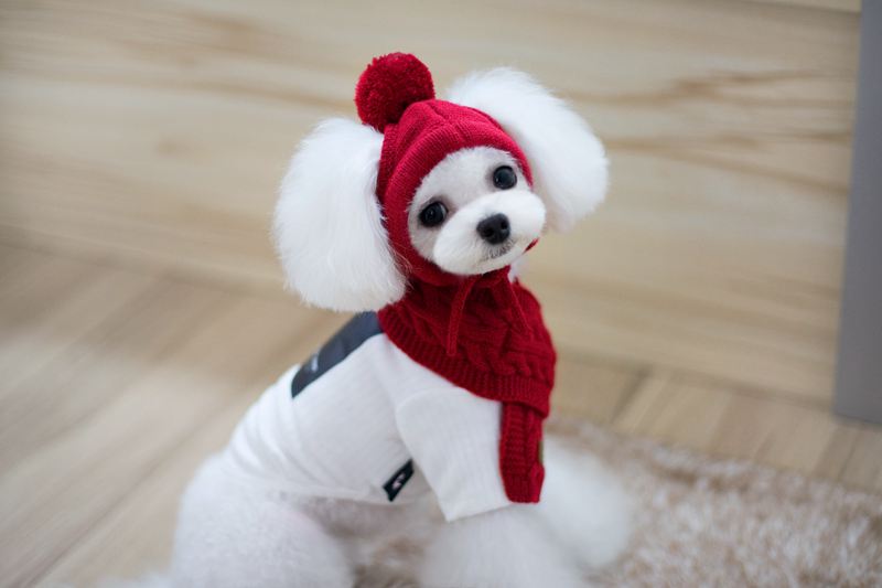 Trendy Pet Apparel Set with Hat and Scarf for Dogs