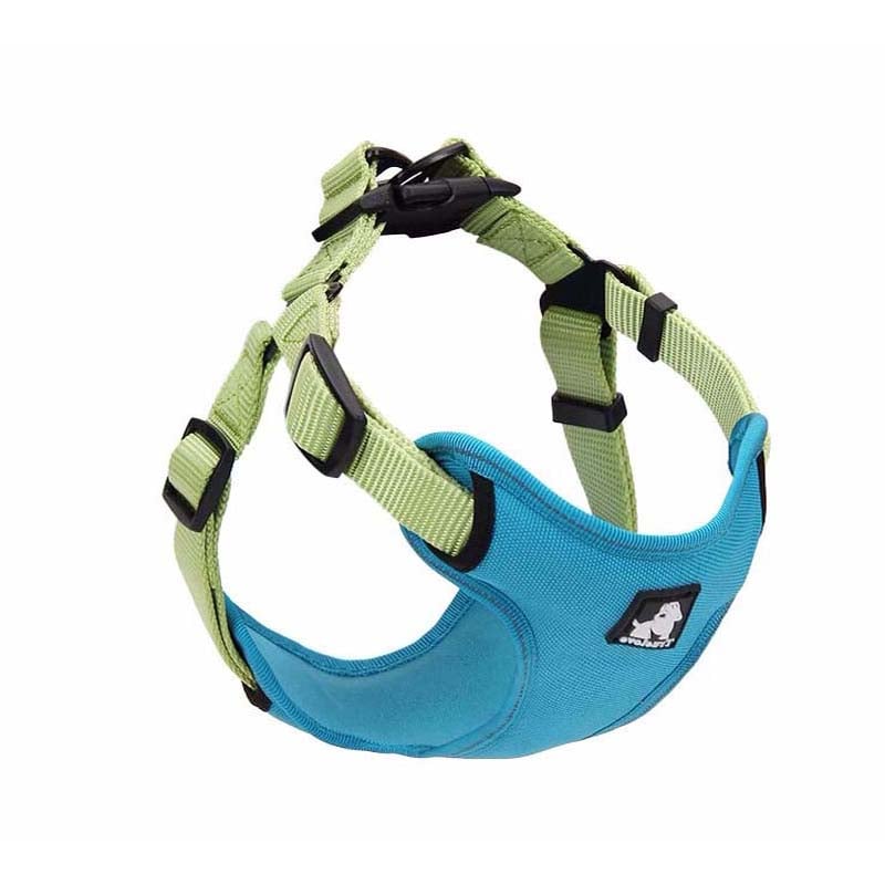 Dog Leash and Collar for Walking Your Pet